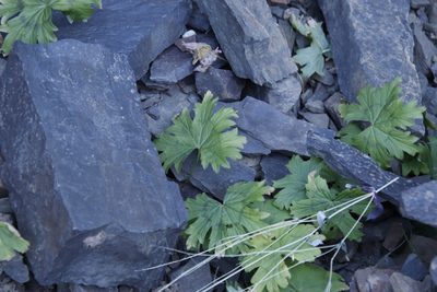 Pelargonium articulatum, photographed by Tony Rebelo