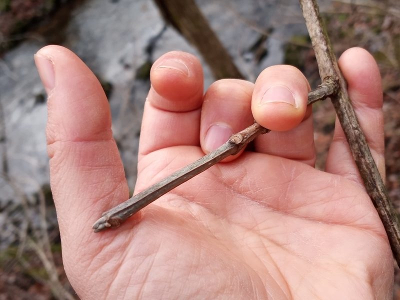 Fraxinus quadrangulata, photographed by Anna Hess