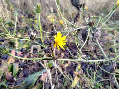 Picris hieracioides, photographed by Anna Petrosyan
