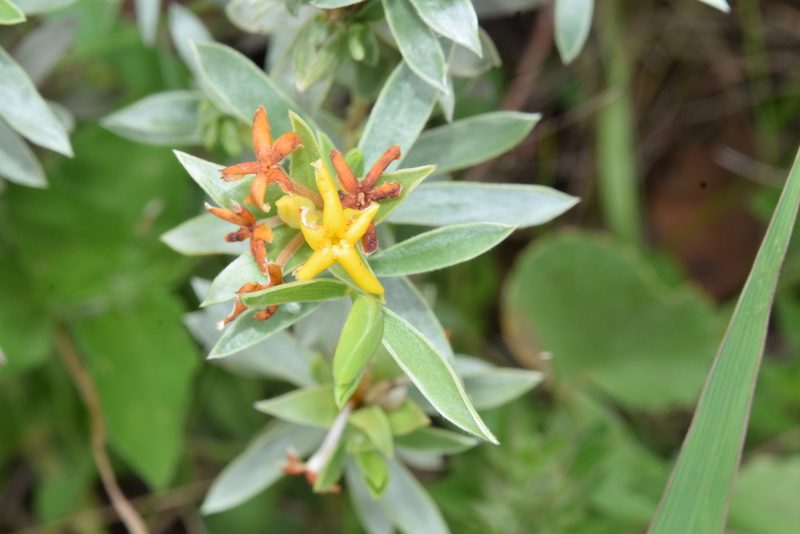Lasiosiphon splendens, photographed by Sunčana Bradley