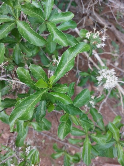 Pavetta catophylla, photographed by Manuel R Popp