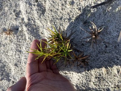 Cyperus pedunculatus, photographed by Brandon Corder
