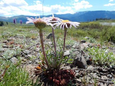 Townsendia parryi, photographed by Matt Lavin