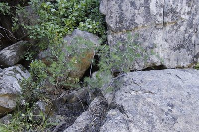 Asparagus retrofractus, photographed by Tony Rebelo