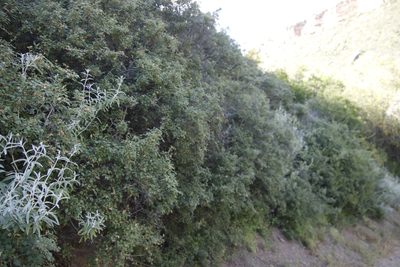 Searsia incisa, photographed by Tony Rebelo