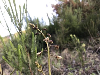 Eulophia cochlearis, photographed by Ren Hoekstra