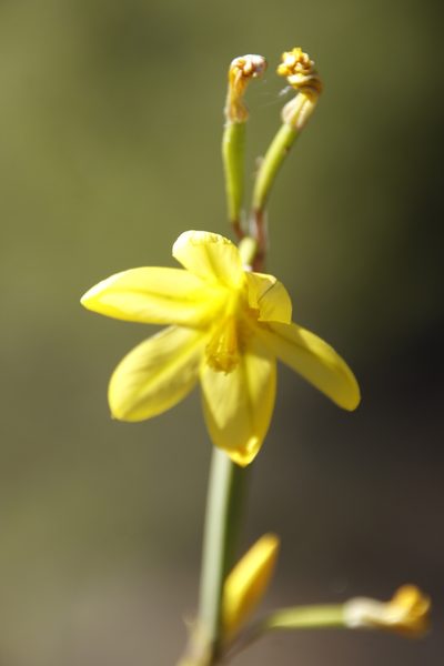 Moraea marlothii, photographed by Tony Rebelo