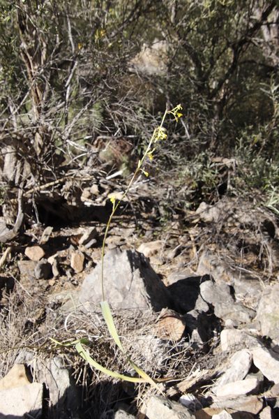 Moraea marlothii, photographed by Tony Rebelo