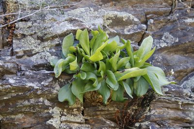 Tylecodon paniculatus, photographed by Tony Rebelo