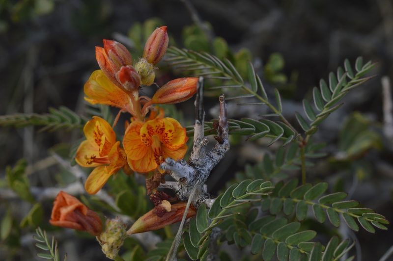 Hoffmannseggia trifoliata, photographed by E Santos Ortega