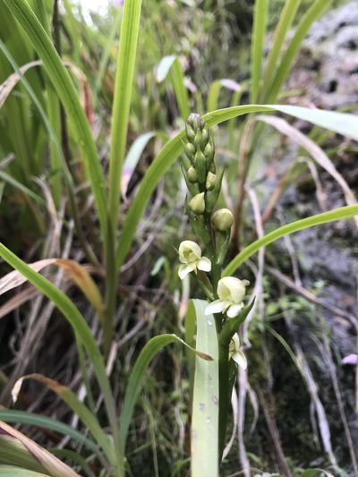 Disa uncinata, photographed by Ren Hoekstra