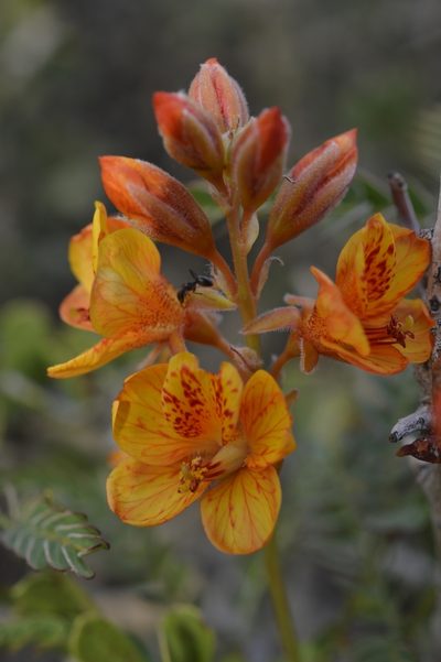 Hoffmannseggia trifoliata, photographed by E Santos Ortega