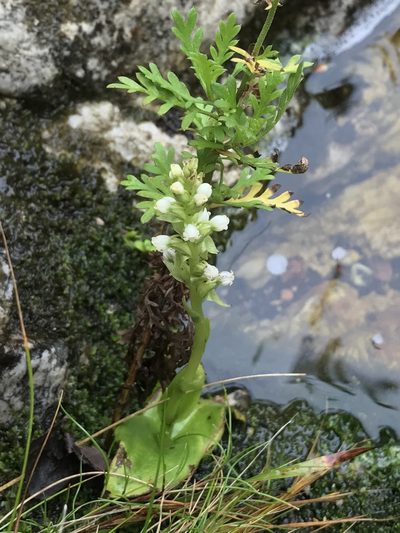 Satyrium rupestre, photographed by Ren Hoekstra