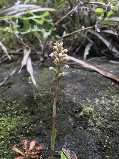 Satyrium rupestre, photographed by Ren Hoekstra