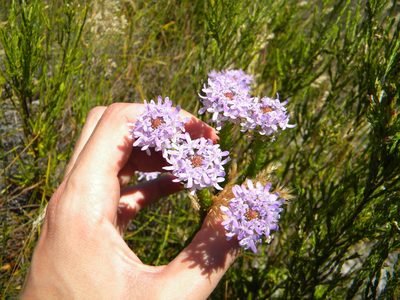 Pseudoselago spuria, photographed by Tim Kirsten