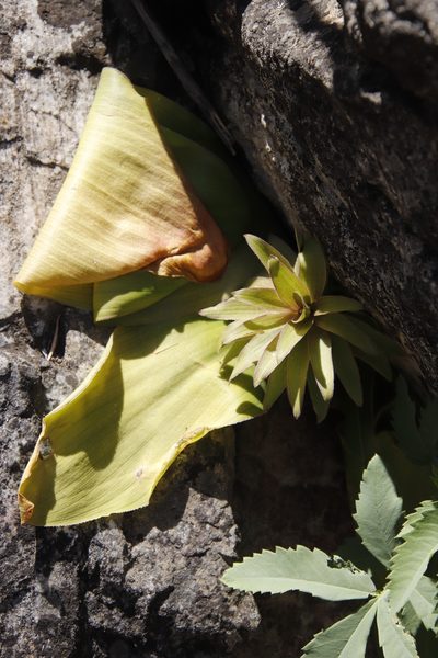 Eucomis regia, photographed by Tony Rebelo