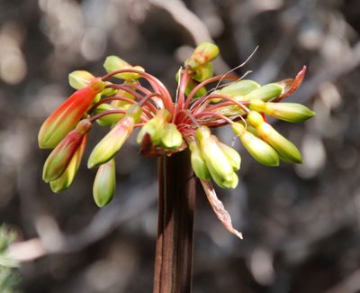 Clivia mirabilis, photographed by Tony Rebelo