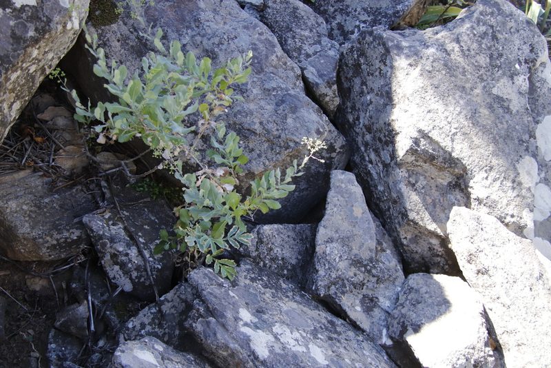 Senecio vestitus, photographed by Tony Rebelo