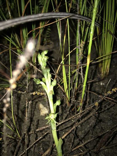 Habenaria lithophila, photographed by Ren Hoekstra