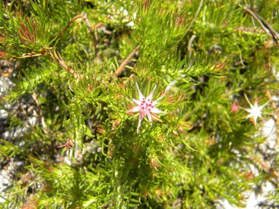 Diastella proteoides, photographed by Tim Kirsten