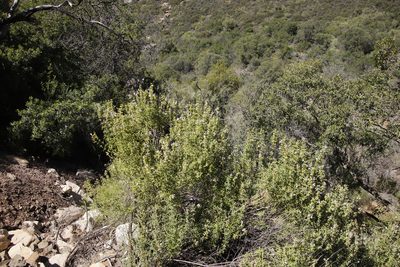Salvia dentata, photographed by Tony Rebelo