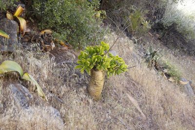 Tylecodon paniculatus, photographed by Tony Rebelo