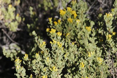 Pteronia divaricata, photographed by Tony Rebelo