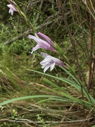 Gladiolus aquamontanus, photographed by Ren Hoekstra