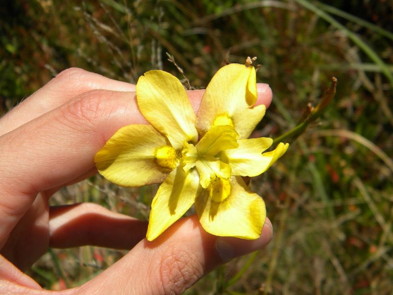 Moraea ramosissima, photographed by Tim Kirsten