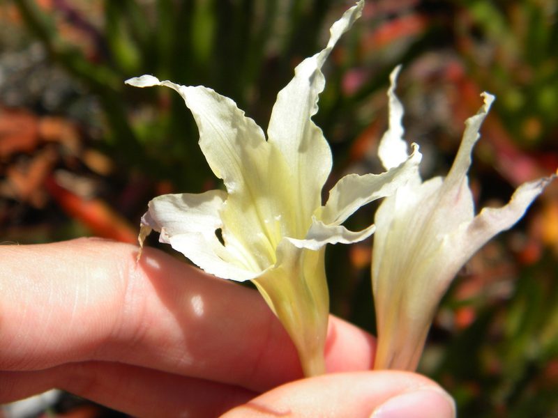 Gladiolus undulatus, photographed by Tim Kirsten