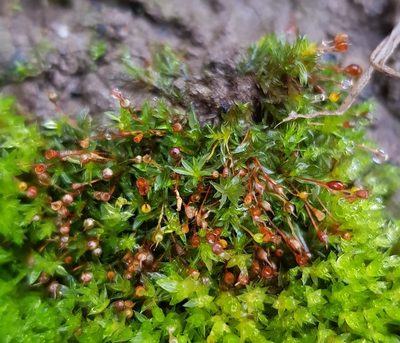 Tortula caucasica, photographed by Helen Waterman
