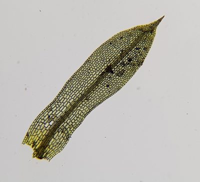 Tortula caucasica, photographed by Helen Waterman