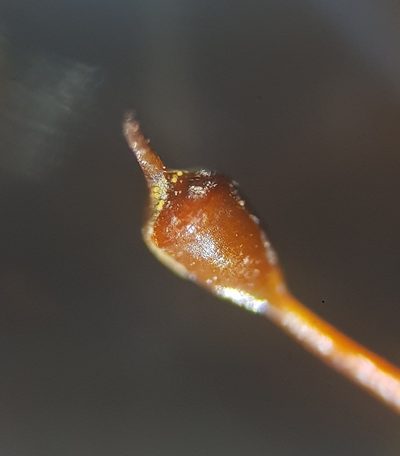 Tortula caucasica, photographed by Helen Waterman