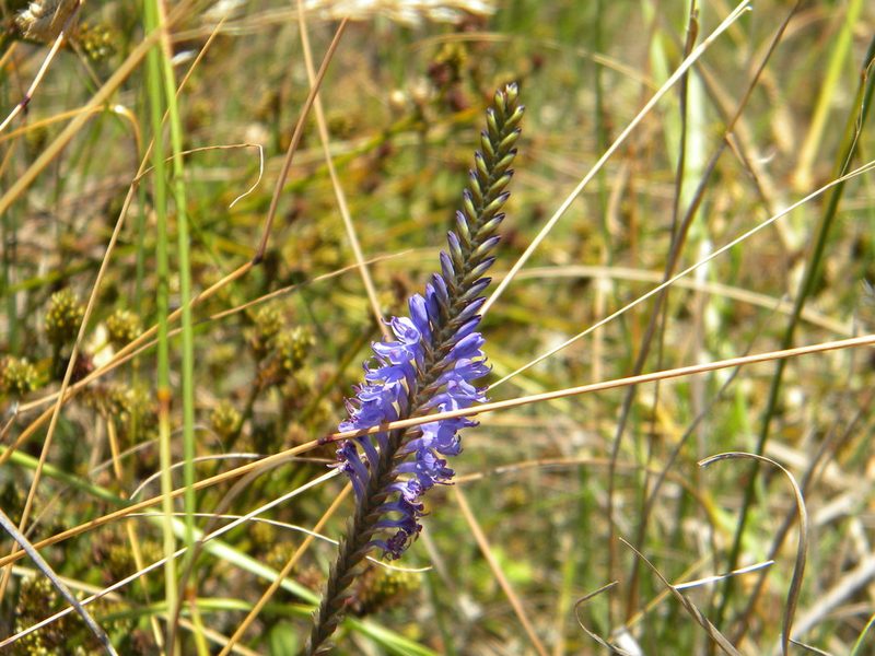 Micranthus alopecuroides, photographed by Tim Kirsten