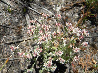 Vellereophyton dealbatum, photographed by Tim Kirsten