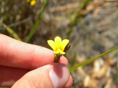 Monopsis lutea, photographed by Tim Kirsten
