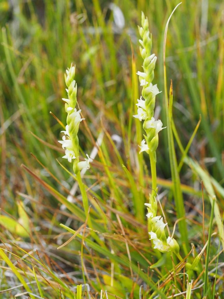 Spiranthes perexilis, photographed by Nina House