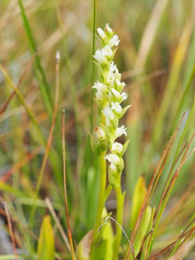 Spiranthes perexilis, photographed by Nina House
