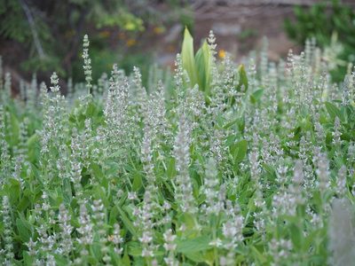 Stachys albens
