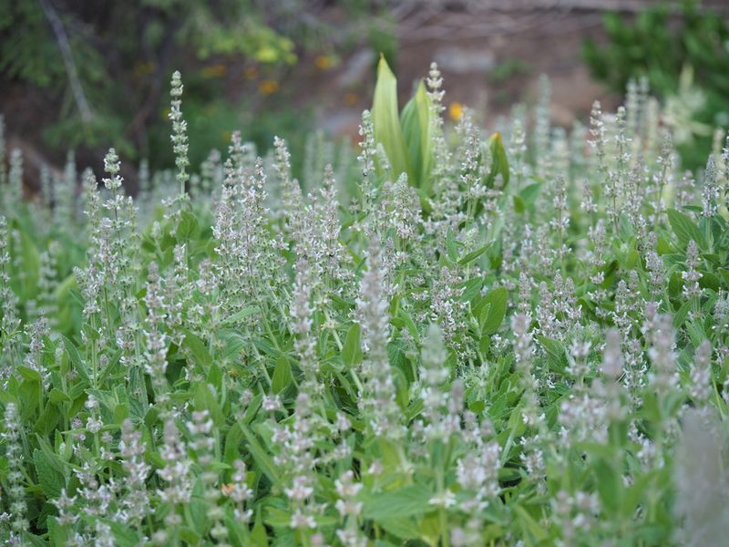 Stachys albens, photographed by Nina House