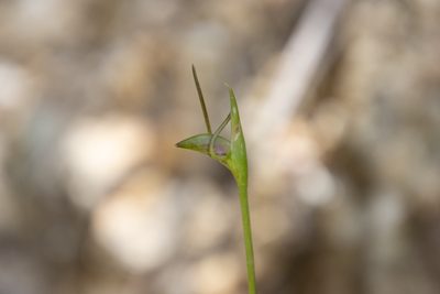 Orthoceras novae-zeelandiae, photographed by Hayden Jones