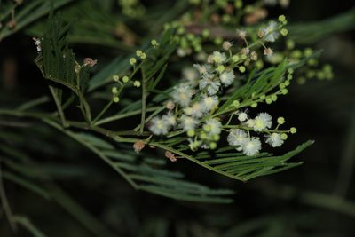 Acacia irrorata, photographed by Greg Tasney