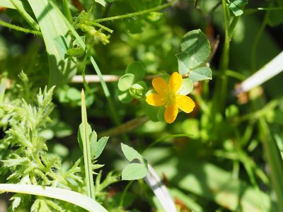 Hypericum anagalloides, photographed by Nina House