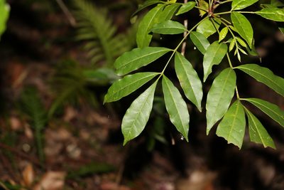 Synoum glandulosum, photographed by Greg Tasney