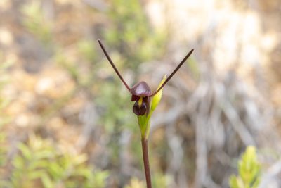 Orthoceras novae-zeelandiae, photographed by Hayden Jones