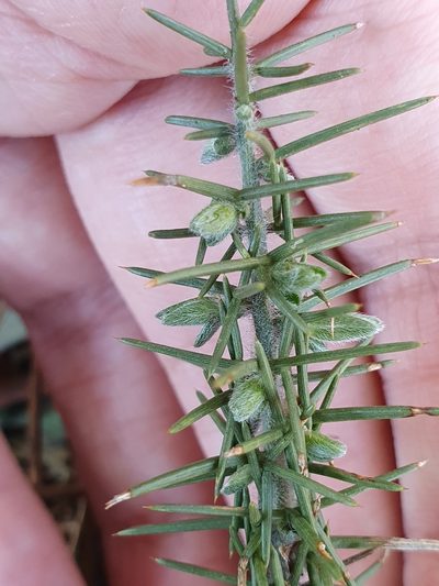 Genista ulicina, photographed by Mehdi Chetibi