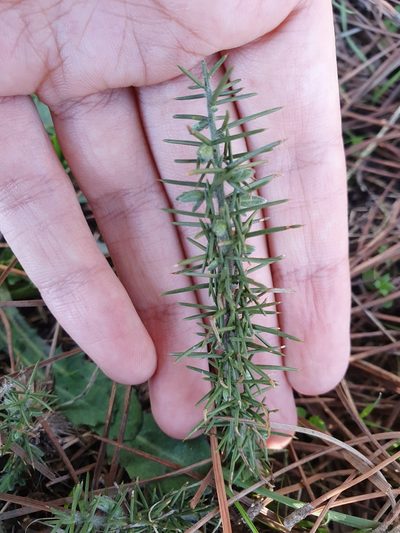Genista ulicina, photographed by Mehdi Chetibi