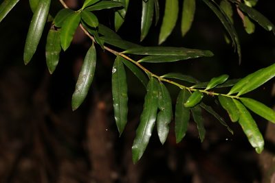 Podocarpus elatus, photographed by Greg Tasney
