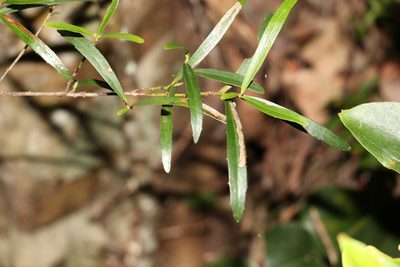 Myrsine angusta, photographed by Greg Tasney