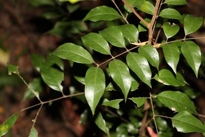 Sarcopteryx stipata, photographed by Greg Tasney
